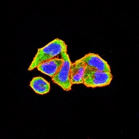3 - Anti-GRP75 Antibody AP95871