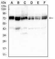 1 - Anti-GRP75 Antibody AP95871