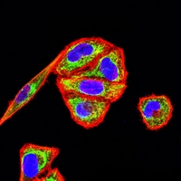 3 - Anti-GRP75 Antibody AP95872