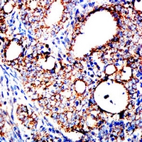 19 - Anti-GRP75 Antibody AP95872
