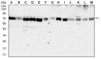 1 - Anti-GRP75 Antibody AP95872