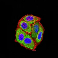 3 - Anti-5-HT3B Antibody AP95873