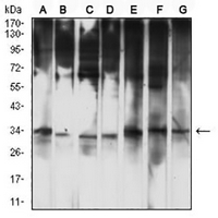 1 - Anti-OMI Antibody AP95874