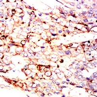 19 - Anti-CD54 Antibody AP95875