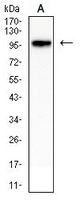 1 - Anti-CD54 Antibody AP95875