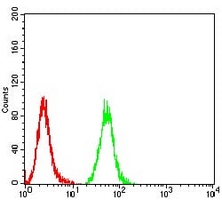 4 - Anti-IDH1 Antibody AP95876