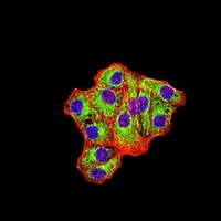 3 - Anti-IDH1 Antibody AP95876