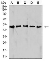 1 - Anti-IDH1 Antibody AP95876
