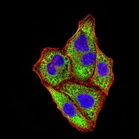 3 - Anti-IGHA1 Antibody AP95880