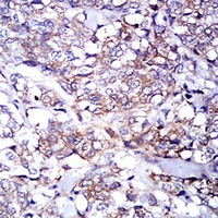 19 - Anti-IGHA1 Antibody AP95880