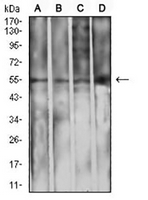 1 - Anti-IGHA1 Antibody AP95880