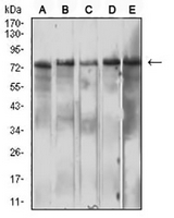 1 - Anti-CD210b Antibody AP95881