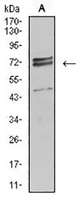 1 - Anti-IL-1R1 Antibody AP95883