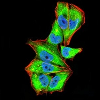 3 - Anti-IL1RAPL1 Antibody AP95885