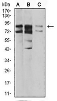 1 - Anti-IL1RAPL1 Antibody AP95885