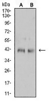1 - Anti-CD132 Antibody AP95886