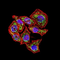 3 - Anti-CD130 Antibody AP95888