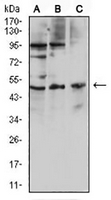 1 - Anti-CD127 Antibody AP95889