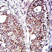 19 - Anti-CD129 Antibody AP95890