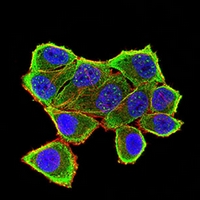 3 - Anti-Insulin Receptor Antibody AP95891