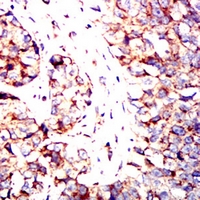 19 - Anti-IRF3 Antibody AP95892