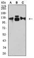 1 - Anti-CD49c Antibody AP95893