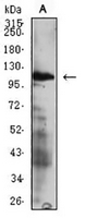 1 - Anti-CD49d Antibody AP95894