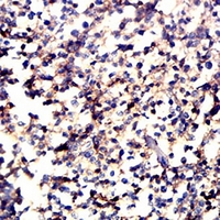 19 - Anti-CD11a Antibody AP95895