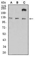 1 - Anti-CD11a Antibody AP95895