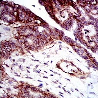 19 - Anti-CD29 Antibody AP95896
