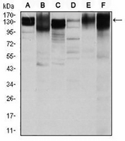 1 - Anti-CD29 Antibody AP95896