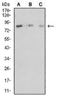 1 - Anti-CD18 Antibody AP95897