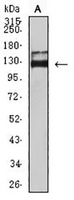 1 - Anti-CD339 Antibody AP95899