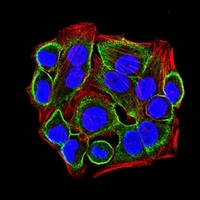 3 - Anti-CD322 Antibody AP95900