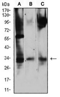 1 - Anti-CD322 Antibody AP95900