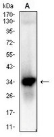 1 - Anti-JAM3 Antibody AP95901