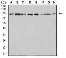 1 - Anti-KDM1A Antibody AP95905