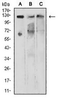 1 - Anti-KDM1A Antibody AP95906