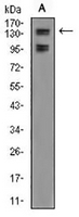 1 - Anti-FBL10 Antibody AP95907