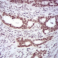 19 - Anti-SLM-1 Antibody AP95908