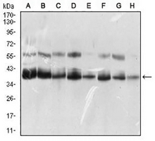 1 - Anti-SLM-1 Antibody AP95908