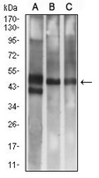 1 - Anti-CD314 Antibody AP95910