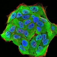 3 - Anti-Importin alpha 2 Antibody AP95911