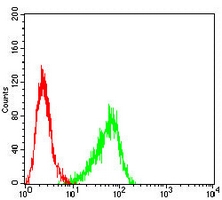 4 - Anti-Cytokeratin 10 Antibody AP95913