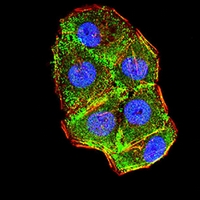 3 - Anti-Cytokeratin 10 Antibody AP95913