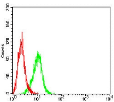 4 - Anti-Cytokeratin 13 Antibody AP95914