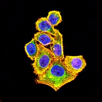 3 - Anti-Cytokeratin 14 Antibody AP95915