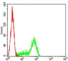 4 - Anti-Cytokeratin 2 Antibody AP95919