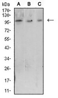 1 - Anti-CD223 Antibody AP95923