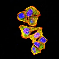 3 - Anti-CD107a Antibody AP95924